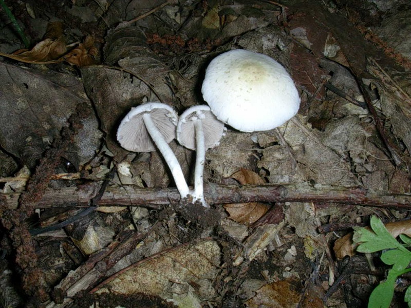 398 Agosto vecchio ritrovamento